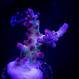 LRO Rainbow Cake Acro