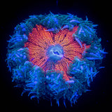 Ultra Rock Flower