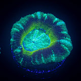 Swamp Thing Asian Acan
