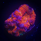 Purple Rim Acan