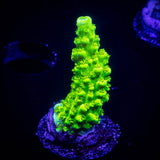 Bali Green Slimer