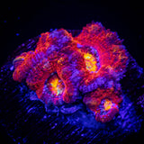 Rainbow Acan