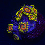 Super Saiyan Zoas