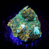 Pot Of Gold Discosoma
