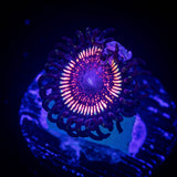 LRO Sugar Rush Zoa