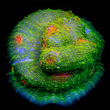 Mummy Eye Chalice