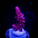 ORA Red Planet Acro