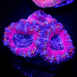 Pink Dreams Acan