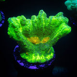 Space Invader Pectinia