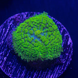 Toxic Green Rhodactis
