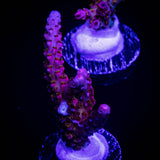 PC Rainbow Acro