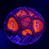 WWC Bloodsucker Zoas