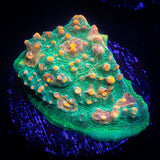 LRO Fukushima Chalice