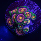 Lazer Lemon Zoas