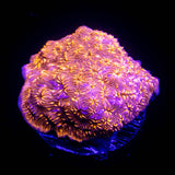 Orange Pavona