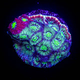Grafted Favia