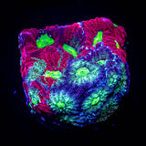 Marbled Favites
