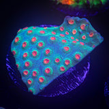 Meteor Shower Cyphastrea