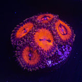 WWC Bloodsucker Zoas