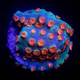 Meteor Shower Cyphastrea