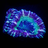 Fruit Tart Asian Acan