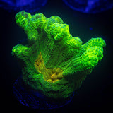 Space Invader Pectinia