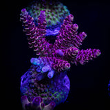 LRO Snow Dragon Acro