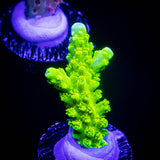 Bali Green Slimer Acro