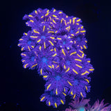 Orange Tip Clove Polyps