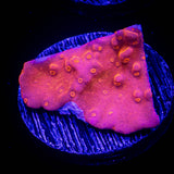 Flaming Setosa