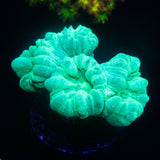 Teal Candy Canes