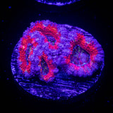Rainbow Acan