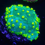 Alienpox Astreopora
