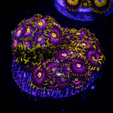 Mad Hatter Zoas
