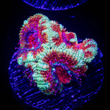 Blast Off Acan