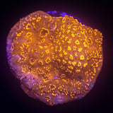 Orange Pavona