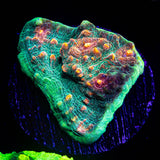 LRO Fukushima Chalice