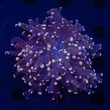 Peach Tip Frogspawn