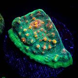 LRO Fukushima Chalice