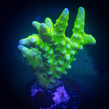 Green Goblin Anacropora