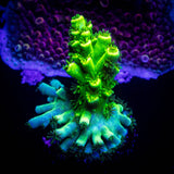 LRO Electric Lime Acro