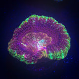 Ironman Asian Acan