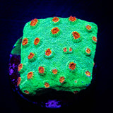 Jingle Bells Cyphastrea