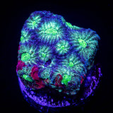 Marbled Favites