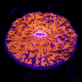 Purple Speckled Plate SUPER NICE