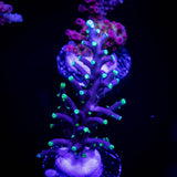 LRO Xtreme Pacman Acro