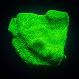 ORA Kelly Green Psammacora