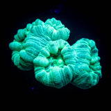 Teal Trumpets