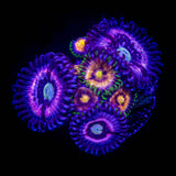 Pink Constellation/Lazer Lemon Zoas