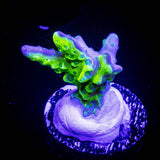 Green Goblin Anacropora